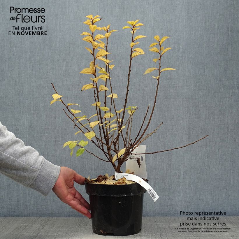 Ejemplar de Ragouminier - Prunus tomentosa Pot de 2L/3L entregado en otoño