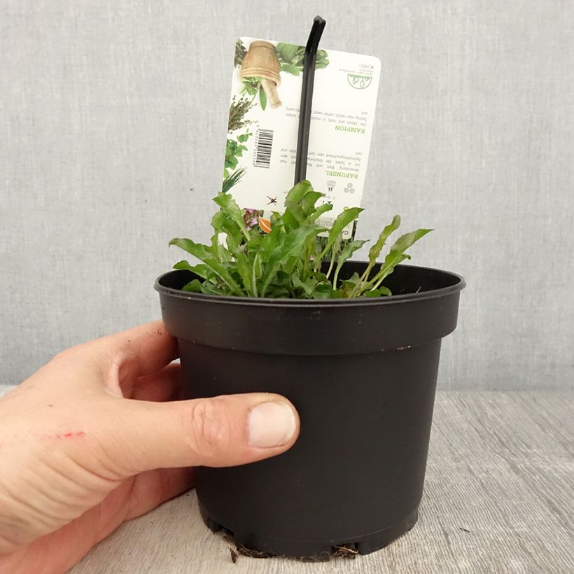 Raiponce - Campanula rapunculus pot de 1.5L/2L Ejemplar entregado en la primavera