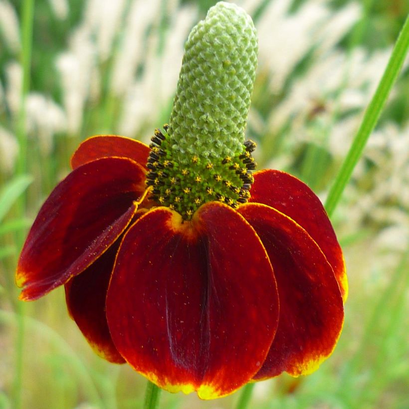 Ratibida columnifera Red Midget - Sombrero mexicano (Floración)