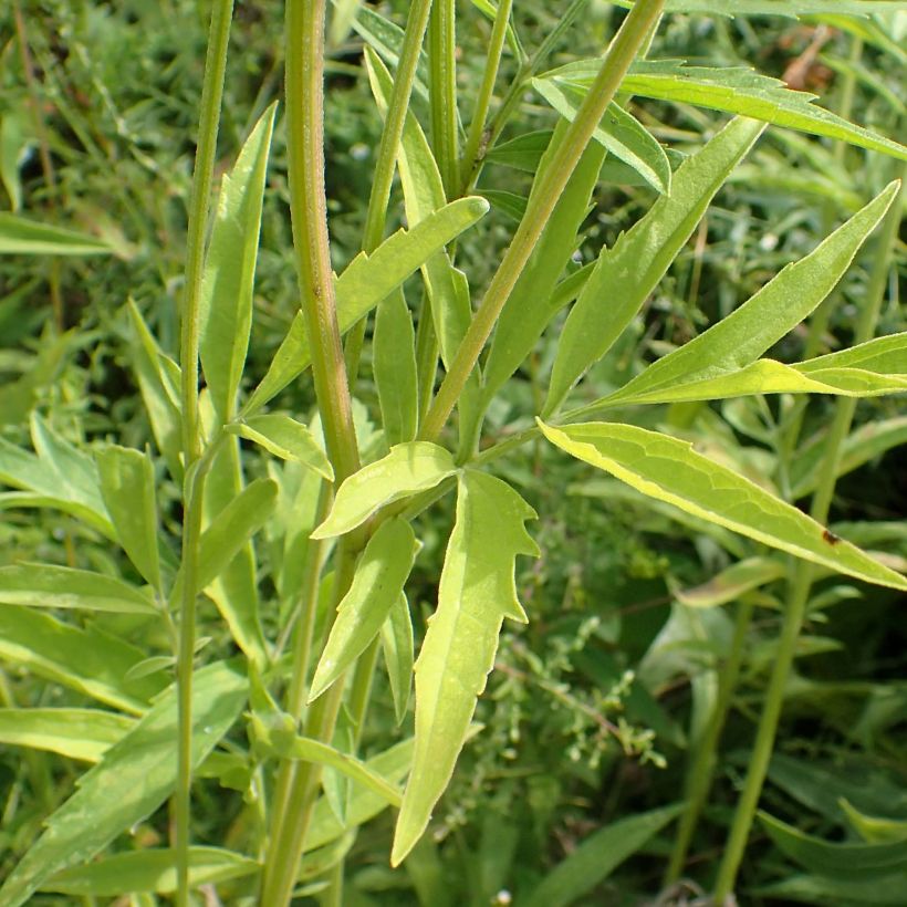 Ratibida pinnata - Equinácea de pradera pinnada (Follaje)