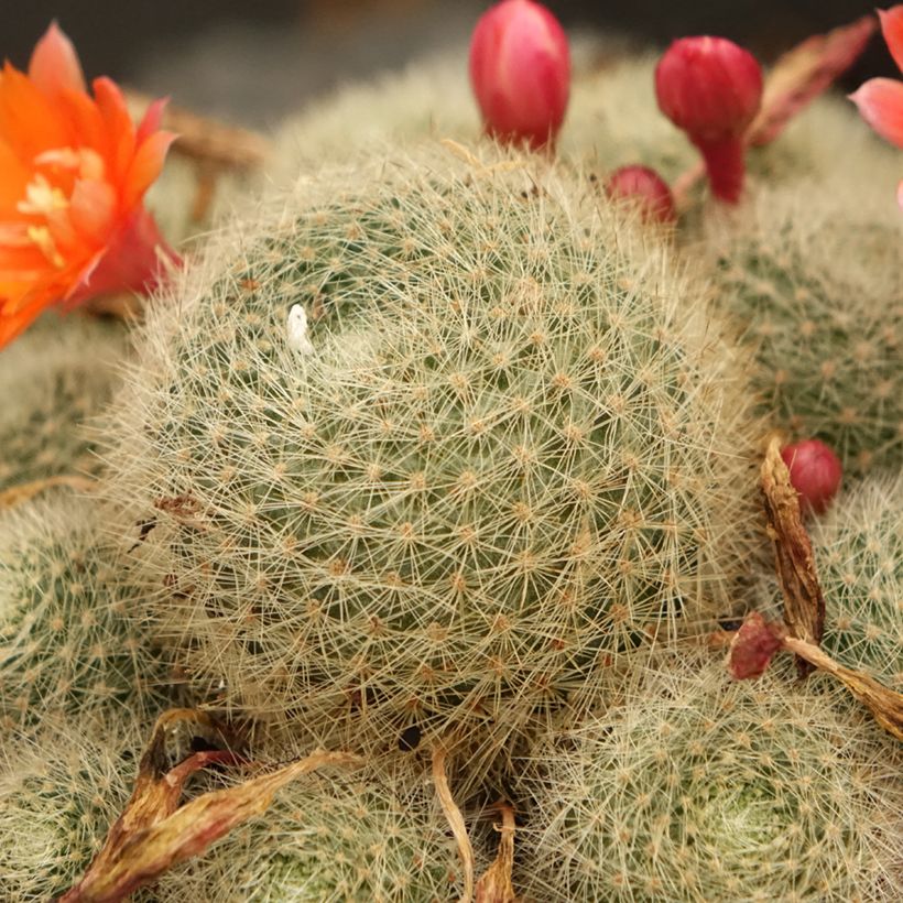 Rebutia sp. (Follaje)