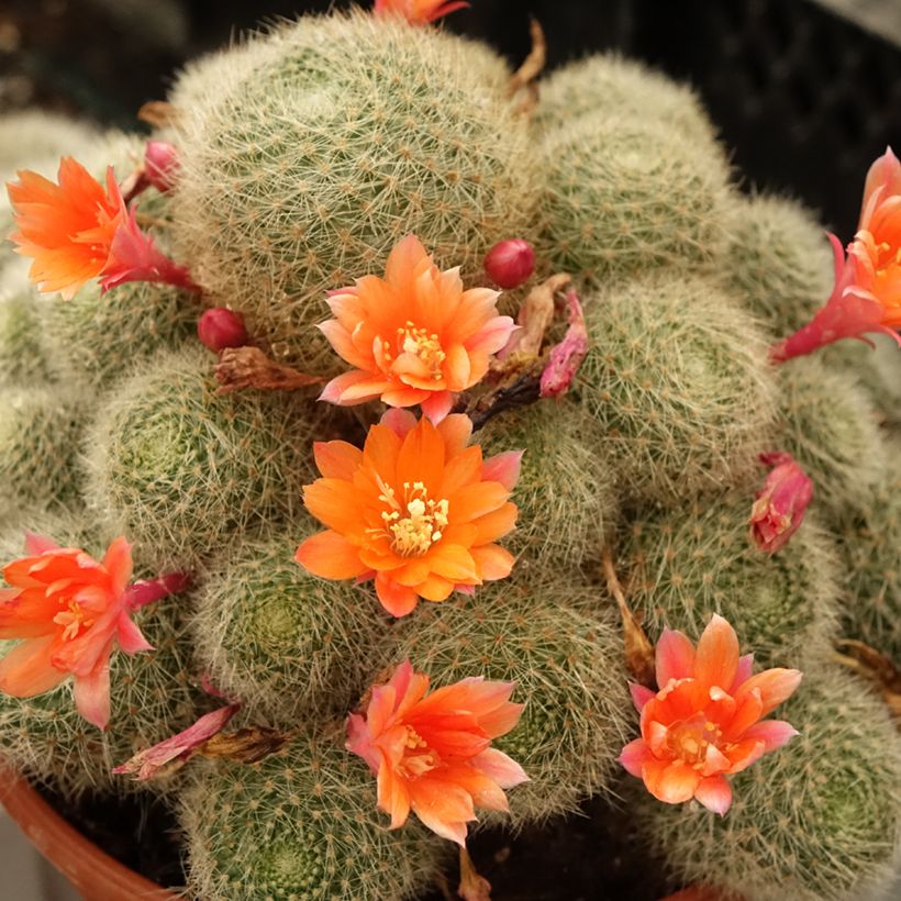 Rebutia sp. (Floración)