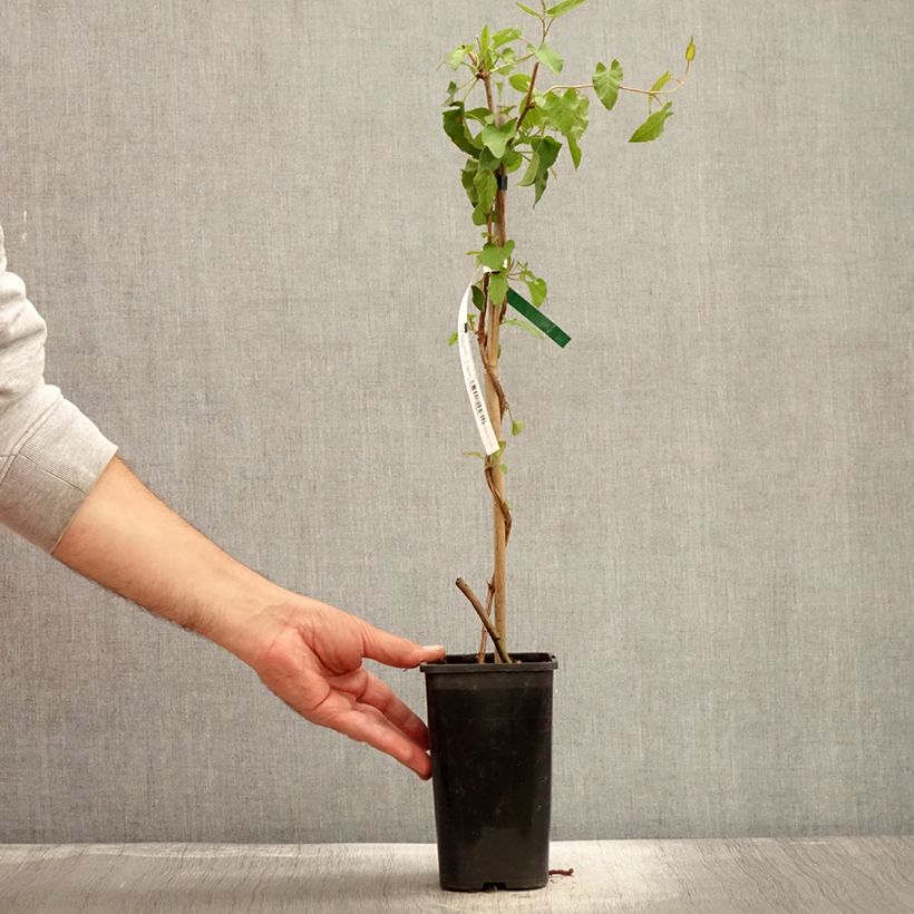 Ejemplar de Renouée grimpante - Fallopia aubertii len pot de 1,5L entregado en otoño