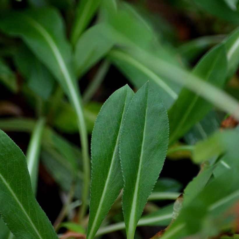 Persicaria affinis Donald Lowndes (Follaje)