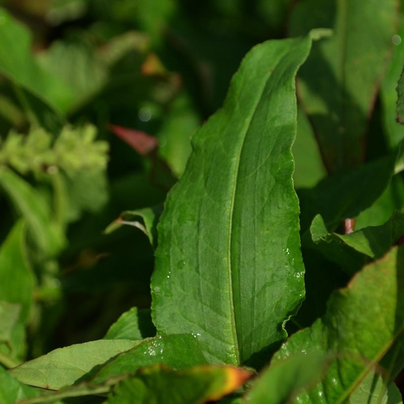 Persicaria amplexicaulis Pink Elephant (Follaje)