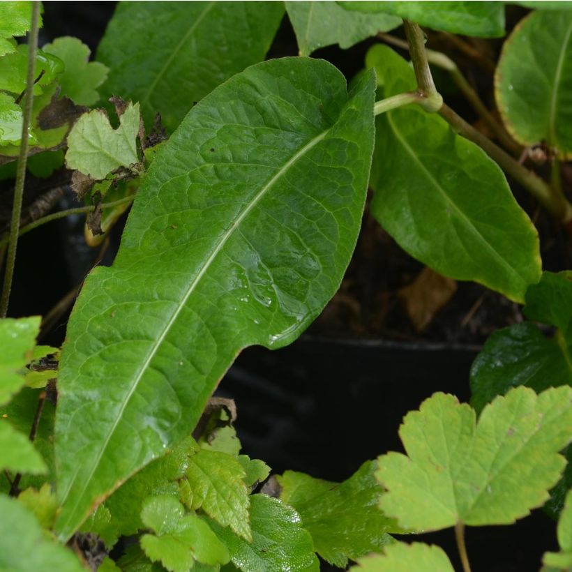 Persicaria amplexicaulis Alba (Follaje)