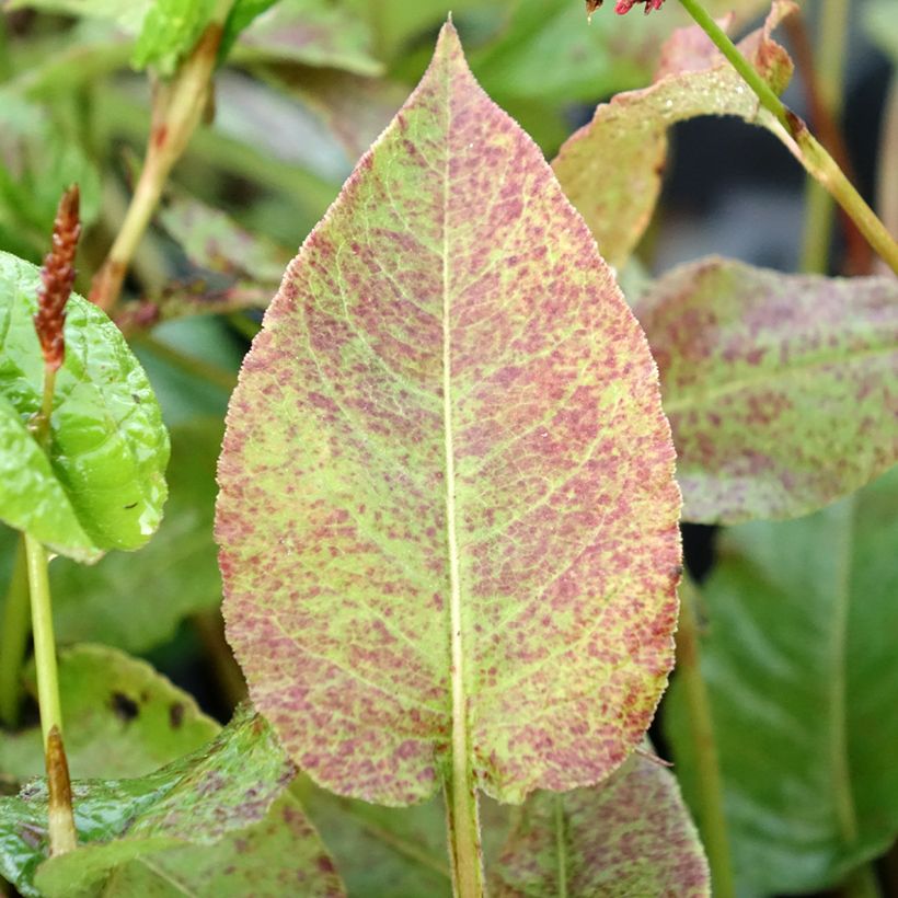 Persicaria amplexicaulis Black Dreams (Follaje)