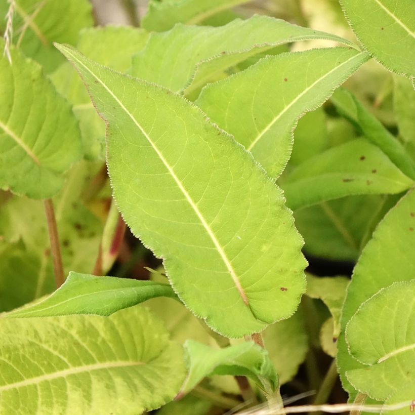 Persicaria amplexicaulis Bloody Mary (Follaje)