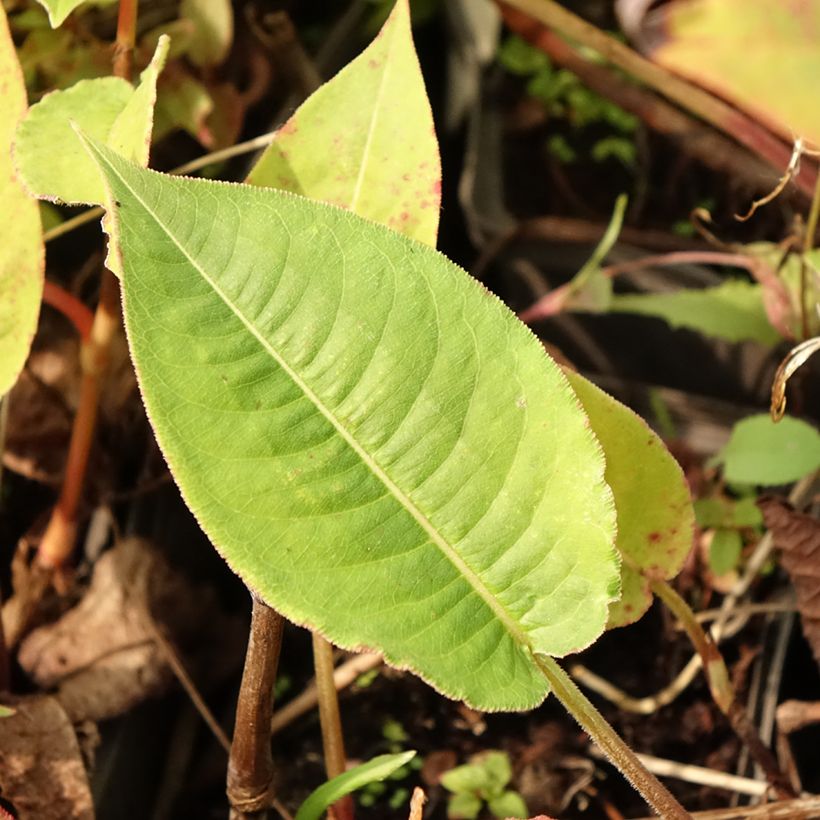 Persicaria amplexicaulis High Society (Follaje)