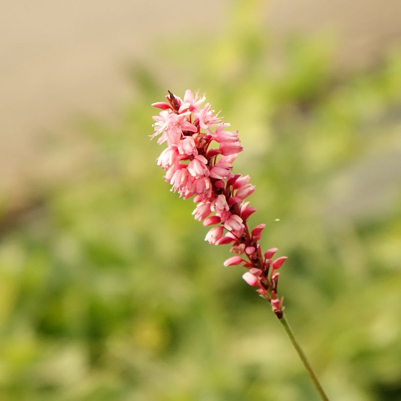 Persicaria amplexicaulis High Society (Floración)