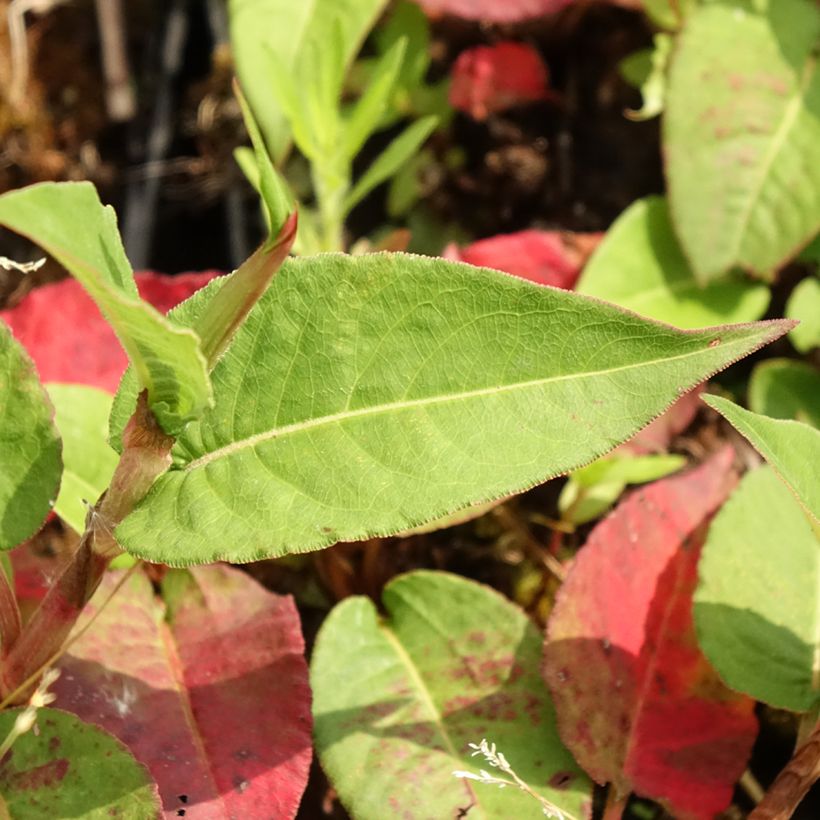 Persicaria amplexicaulis Vesuvius (Follaje)