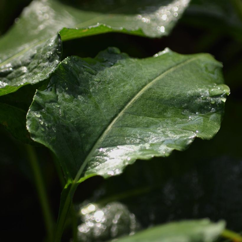 Persicaria bistorta Superba (Follaje)