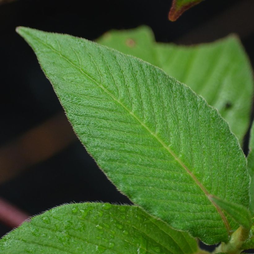 Persicaria campanulata (Follaje)