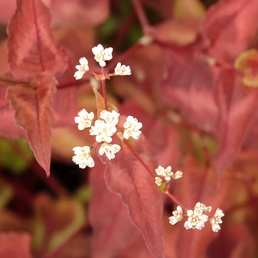 Persicaria microcephala Red Dragon (Follaje)