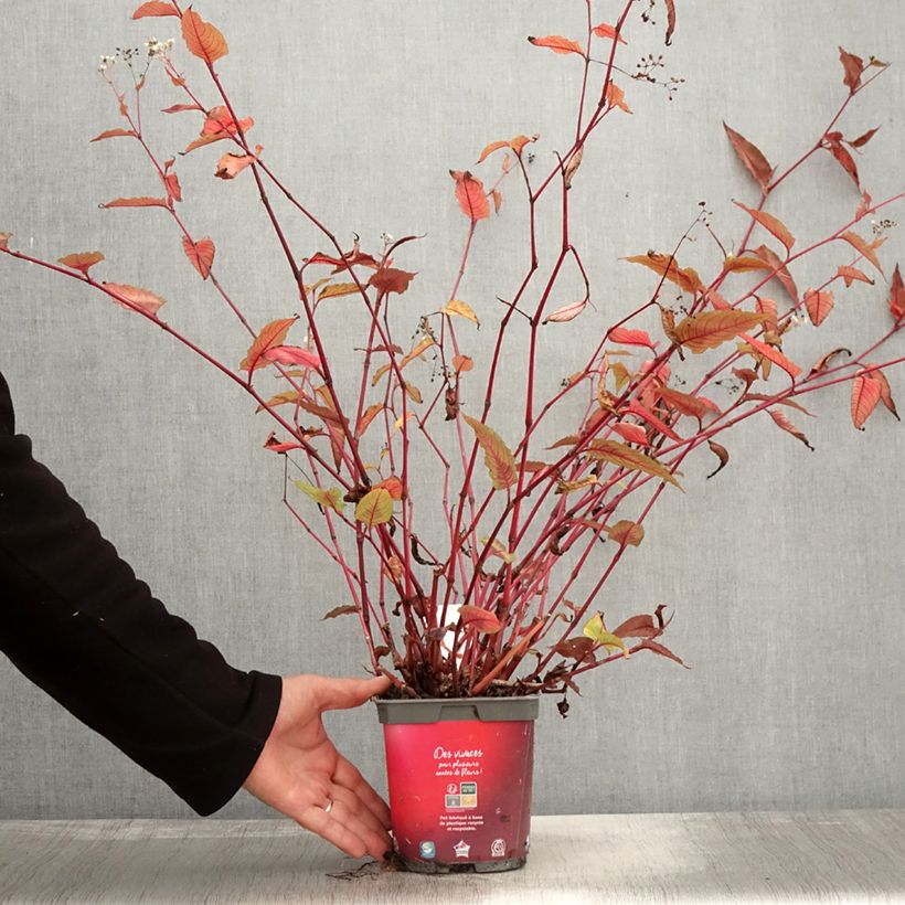 Ejemplar de Renouée - Persicaria micro. Red Dragon - Pot de 1.5L/2L entregado en otoño