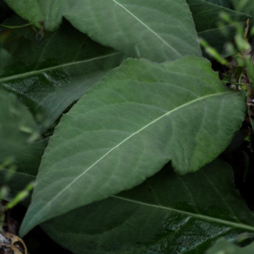 Persicaria tenuicaulis (Follaje)