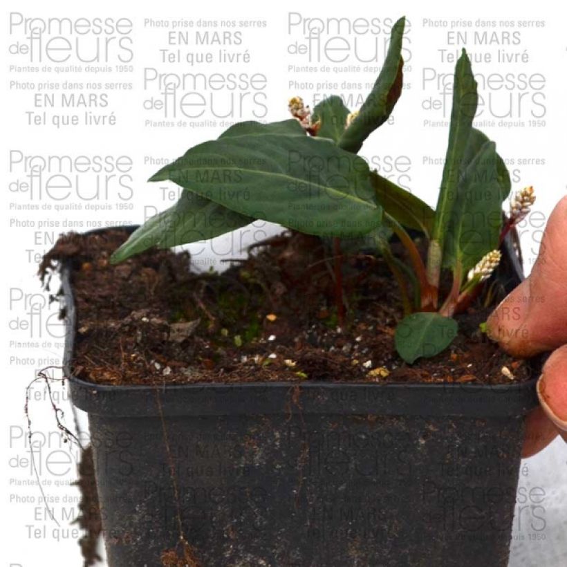 Ejemplo de ejemplar de Renouée - Persicaria tenuicaulis Godet de 8/9 cm tal y como se entrega