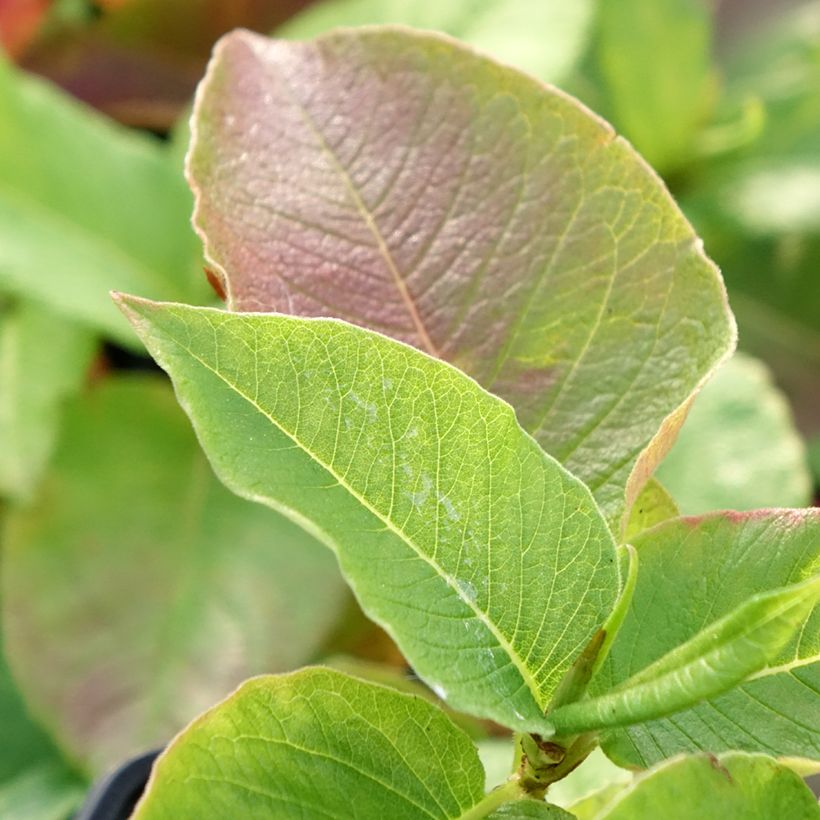 Persicaria weyrichii (Follaje)