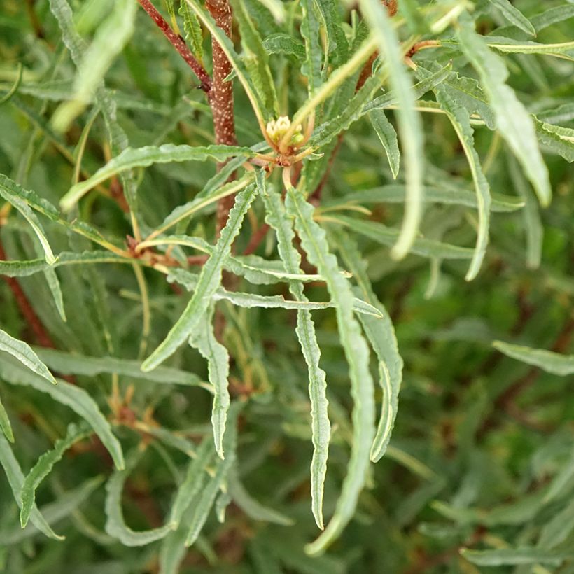 Rhamnus frangula Asplenifolia - Arraclán (Follaje)