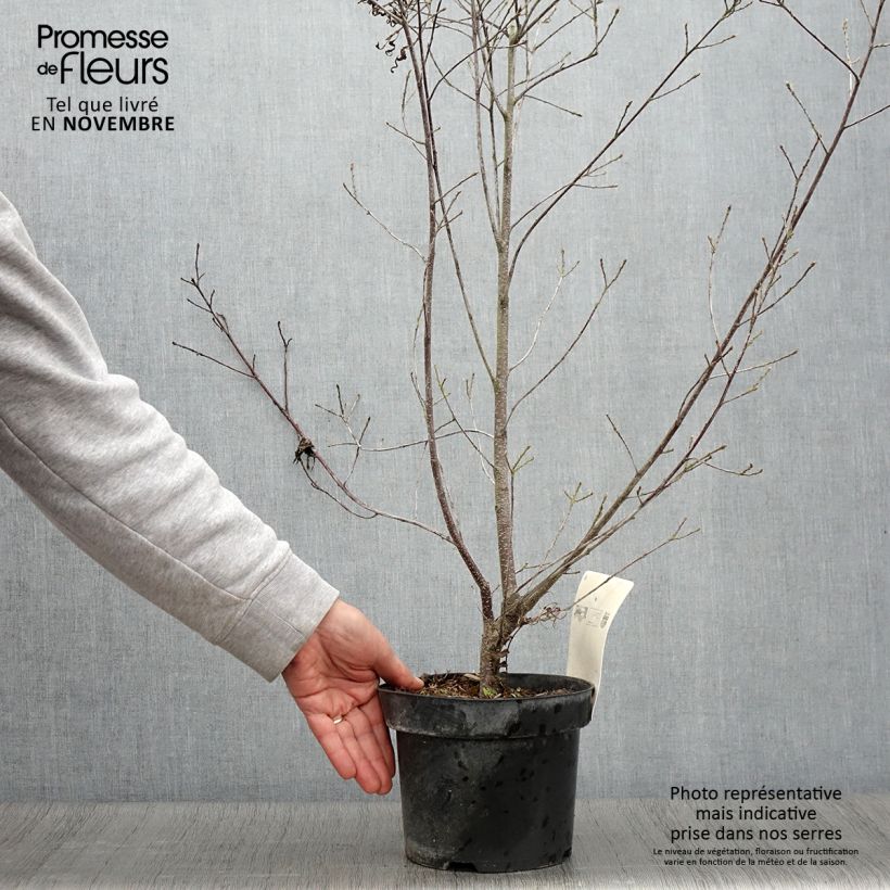 Ejemplar de Rhamnus frangula Asplenifolia - Frangula alnus Pot de 2L/3L entregado en otoño