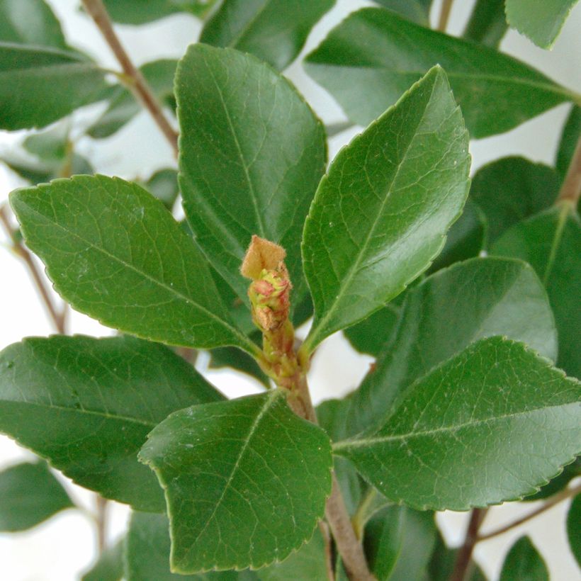 Rhaphiolepis indica Pink Cloud (Follaje)