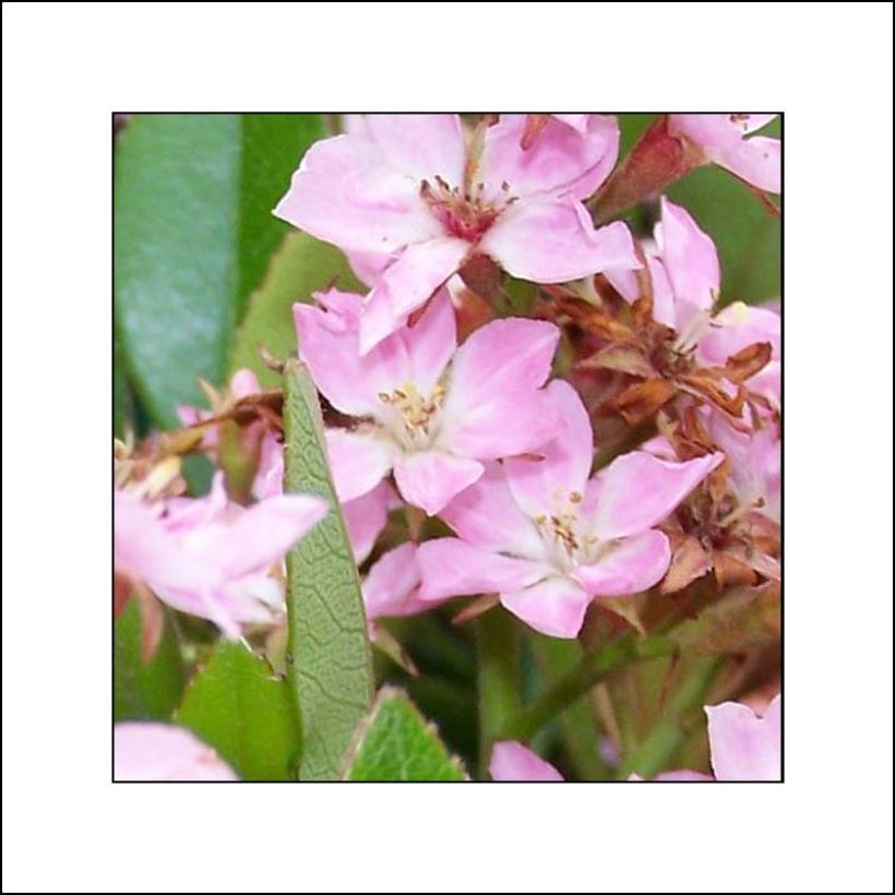 Rhaphiolepis indica Pink Cloud (Floración)