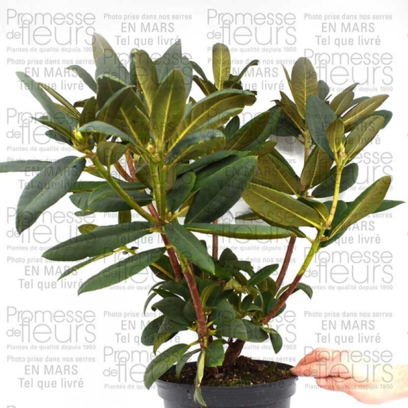 Ejemplo de ejemplar de Rhododendron Melville - Grand Rhododendron Pot de 4L/5L tal y como se entrega