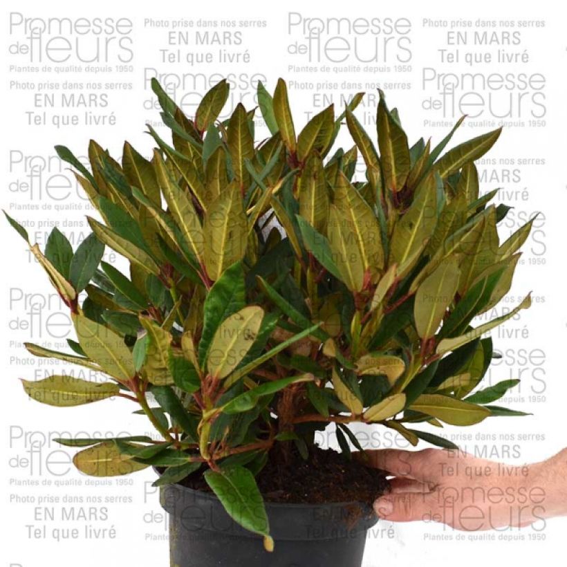 Ejemplo de ejemplar de Rhododendron Winsome - Rhododendron nain Pot de 3L/4L tal y como se entrega