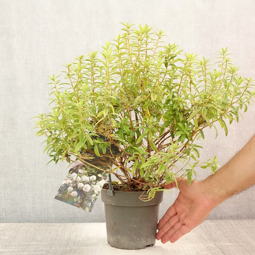 Ejemplar de Rhododendron Artic Tern - Rhododendron nain - Pot de 2L/3L entregado en verano