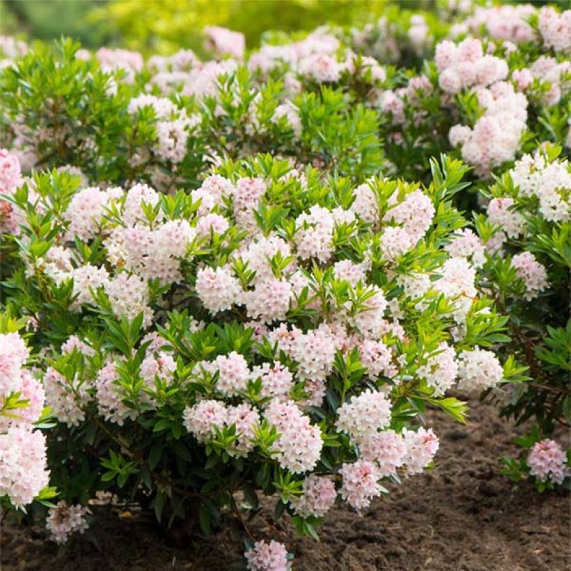 Rhododendron INKARHO Bloombux (Porte)