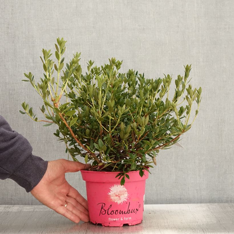 Ejemplar de Rhododendron Bloombux Magenta - Pot de 2L/3L entregado en otoño