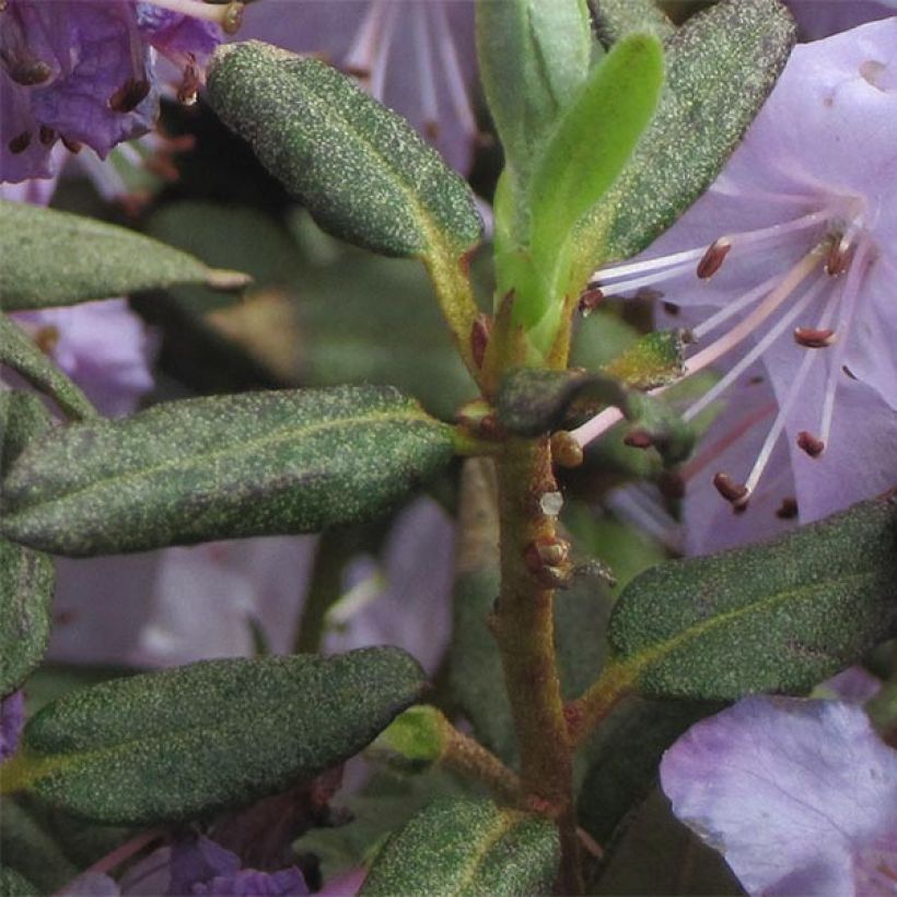 Rhododendron Blue Silver (Follaje)