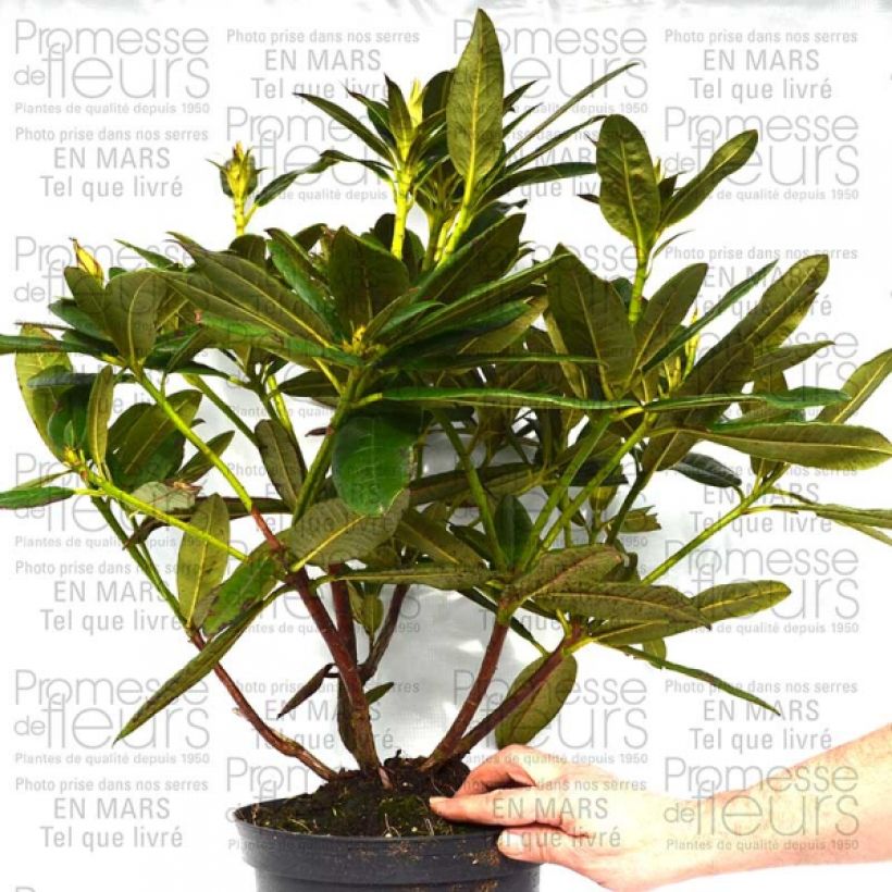 Ejemplo de ejemplar de Rhododendron Champagne - Grand Rhododendron Pot de 4L/5L tal y como se entrega