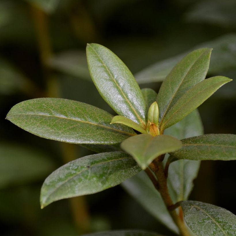 Rhododendron Champagne (Follaje)