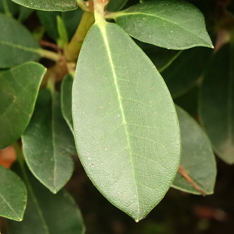 Rhododendron yakushimanum Dream Land (Follaje)