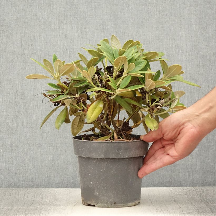 Ejemplar de Rhododendron Dusty Miller - Rhododendron nain Pot de 2L./3L. entregado en verano