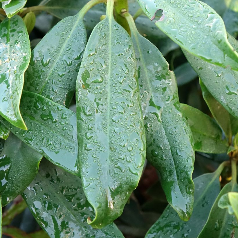 Rhododendron Easydendron INKARHO Madame Masson (Follaje)