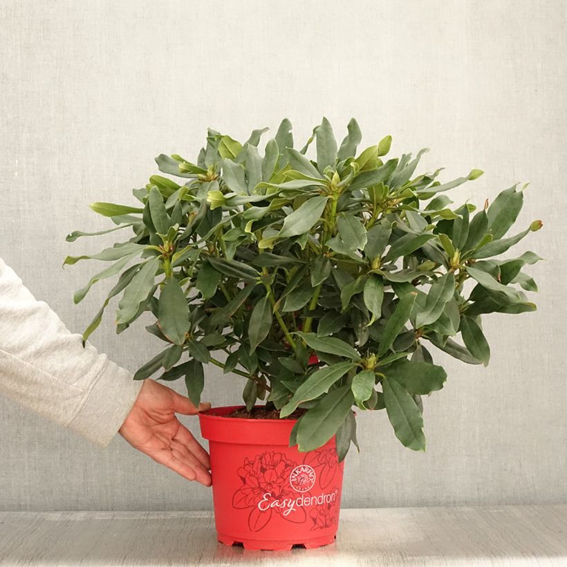 Ejemplar de Rhododendron Easydendron INKARHO Madame Masson - Pot de 4L/5L entregado en otoño