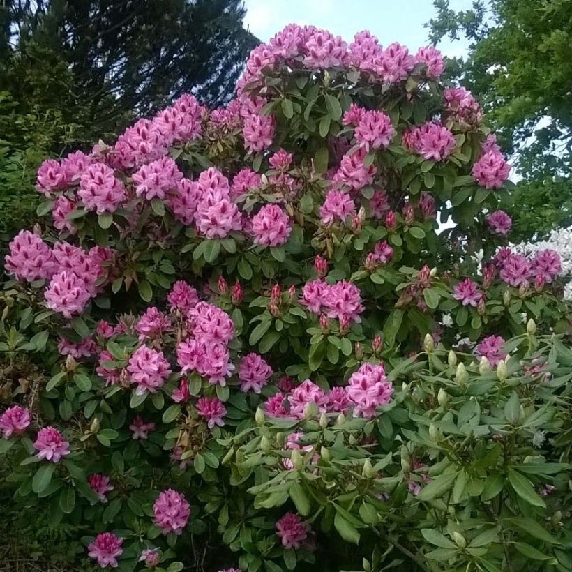 Rhododendron Germania (Porte)