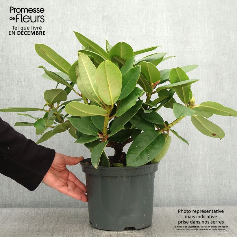 Ejemplar de Rhododendron Germania - Grand Rhododendron Pot de 4L/5L entregado en otoño