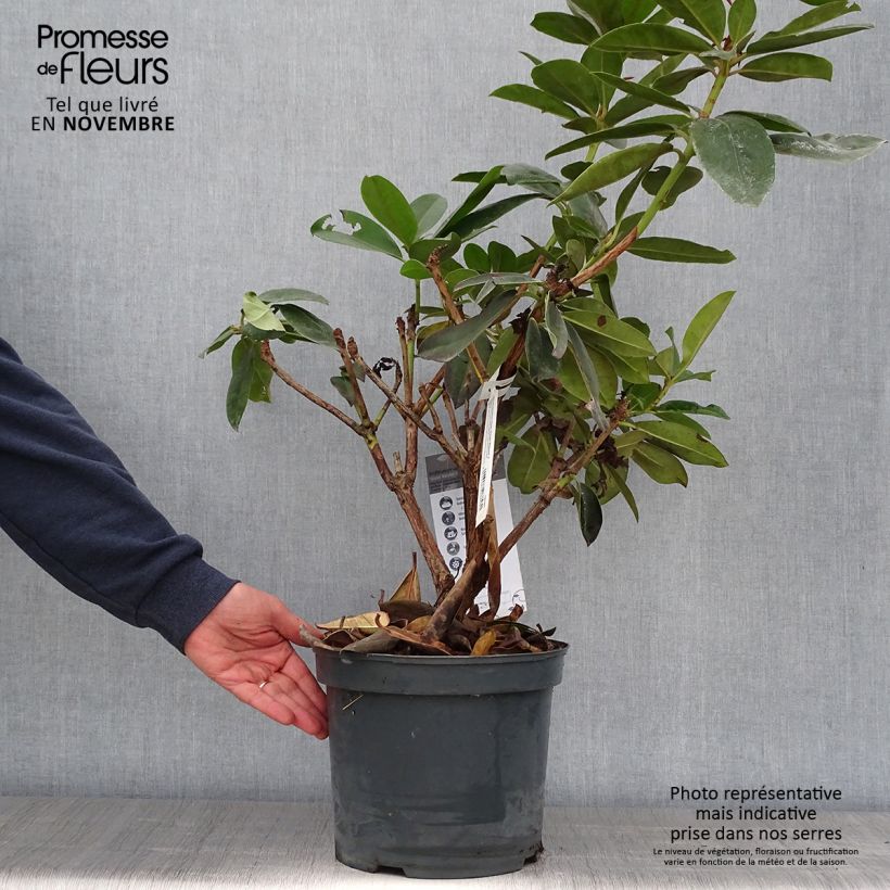 Ejemplar de Rhododendron Gomer Waterer en pot de 7,5L/10L entregado en otoño