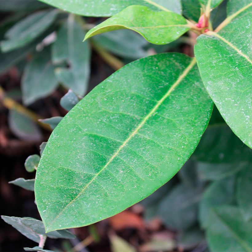 Rhododendron Gomer Waterer (Follaje)