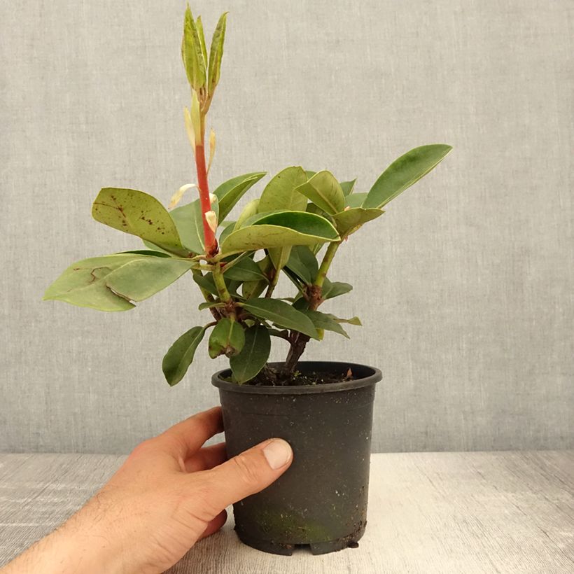 Rhododendron Gomer Waterer - Pot de 13 cm Ejemplar entregado en la primavera