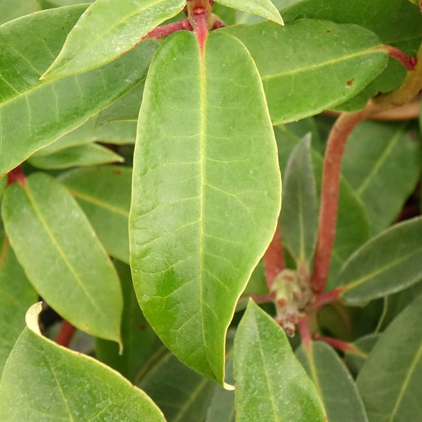 Rhododendron Halfdan Lem (Follaje)