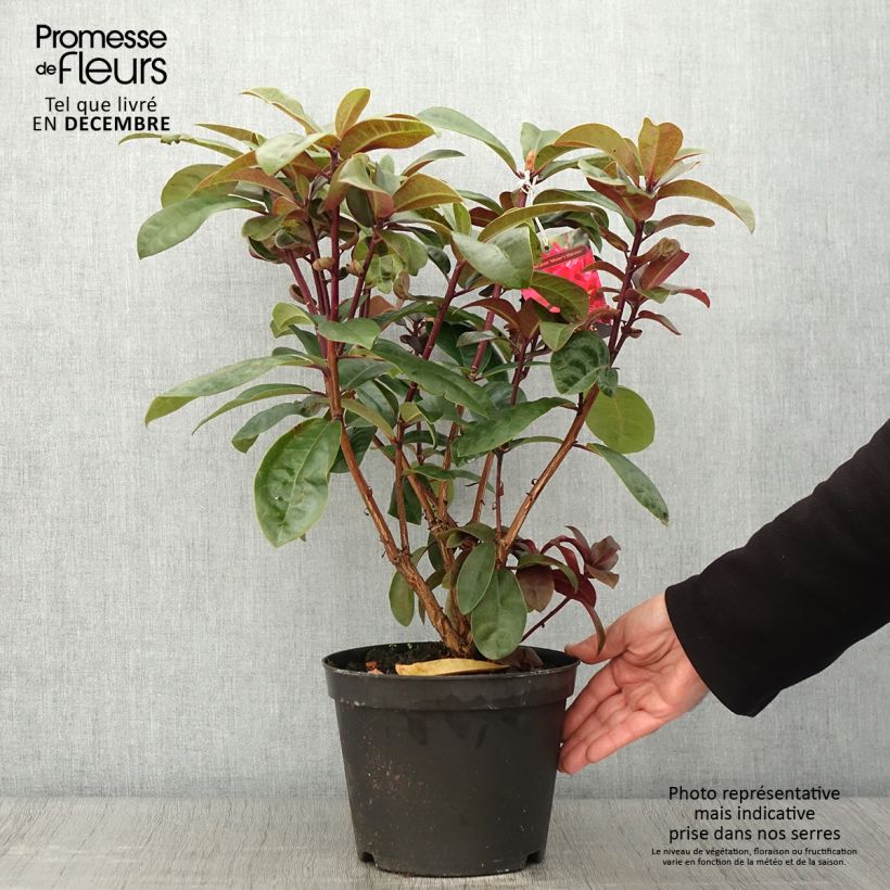 Ejemplar de Rhododendron hybride Moser's Maroon en pot de 4/5L entregado en otoño