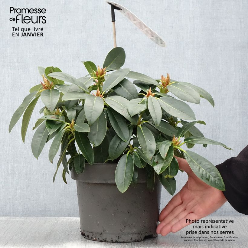 Rhododendron hybride Raphaela - Pot de 4L/5L Ejemplar entregado en invierno