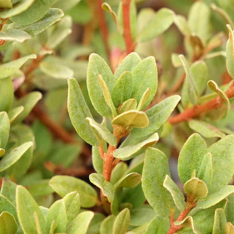 Rhododendron impeditum Ramapo (Follaje)