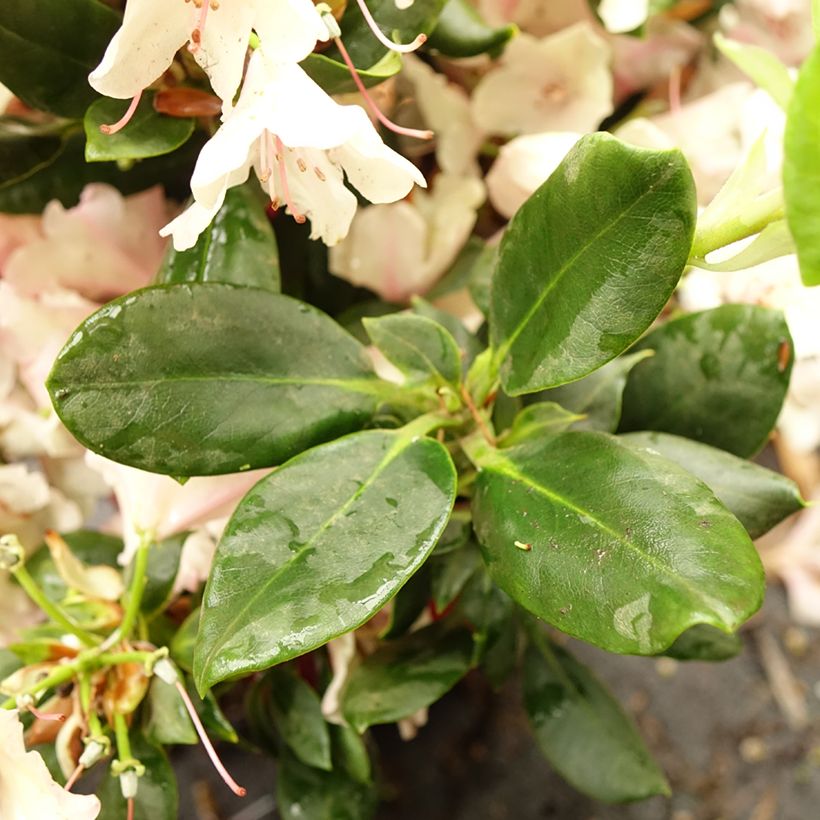 Rhododendron INKARHO Brasilia (Follaje)