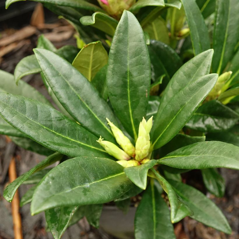 Rhododendron INKARHO Brigitte (Follaje)