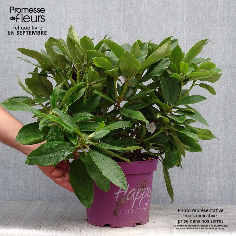 Ejemplar de Rhododendron Inkarho Happydendron Pushy Purple Pot de 4L/5L entregado en otoño